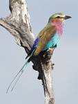 Zambia_212