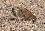 Zambia_216