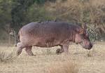 Zambia_217