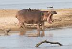 Zambia_218