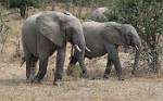 Zambia_222