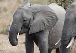 Zambia_223