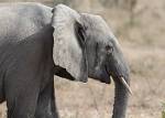 Zambia_224