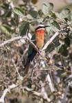 Zambia_227