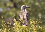 Zambia_228