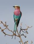 Zambia_229