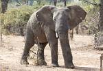 Zambia_234