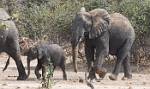 Zambia_235