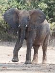 Zambia_237
