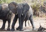 Zambia_239