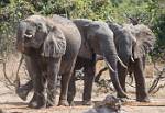 Zambia_240