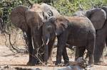 Zambia_241