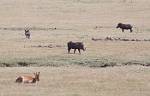 Zambia_245