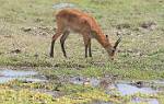 Zambia_246