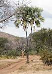 Zambia_253