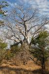 Zambia_255