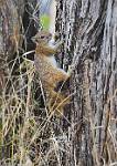 Zambia_261