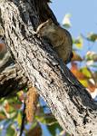 Zambia_266