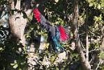 Zambia_273
