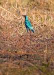 Zambia_275