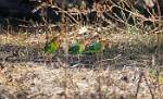 Zambia_276