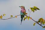 Zambia_281
