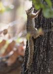 Zambia_282
