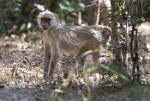 Zambia_296