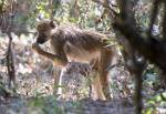 Zambia_297