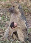 Zambia_299
