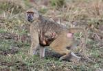 Zambia_300