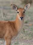 Zambia_301