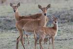 Zambia_302