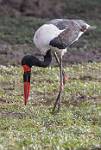 Zambia_303