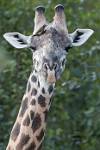 Zambia_305