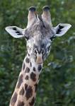Zambia_306