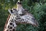 Zambia_307