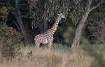Zambia_308