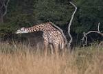 Zambia_309