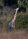 Zambia_310