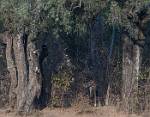 Zambia_311