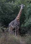Zambia_312