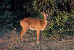 Zambia_323