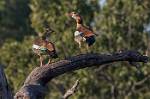 Zambia_325