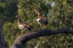 Zambia_326