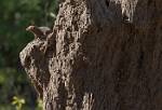 Zambia_327