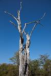 Zambia_334