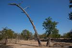 Zambia_335