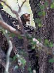 Zambia_339