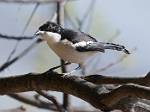 Zambia_345
